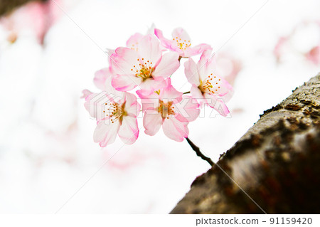 Dark cherry blossoms 91159420