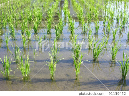 稻田水稻線 91159452