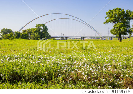 Sunny view of the Margaret McDermott Bridge Sunny view of the Margaret McDermott Bridge 91159539