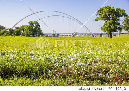 Sunny view of the Margaret McDermott Bridge Sunny view of the Margaret McDermott Bridge 91159540