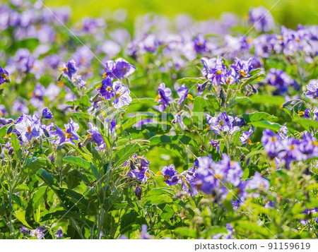 Close up shot of purple Solanum elaeagnifolium blossom Close up shot of purple Solanum elaeagnifolium blossom 91159619