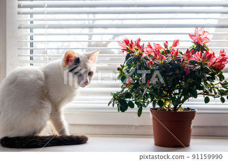 Blooming pink azalea in flower pot and white cat on windowsill Blooming pink azalea in flower pot and white cat on windowsill 91159990