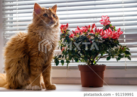 Blooming pink azalea in flower pot and ginger cat on windowsill 91159991