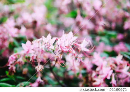 Beautiful Rhododendron flowers in spring park. Beautiful Rhododendron flowers in spring park. 91160071