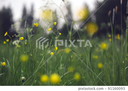Yellow buttercup on a green field background. Wildflowers 91160093
