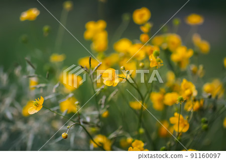 Ranunculus arvensis yellow flowers. Corn buttercup flowers plants on spring meadow. 91160097