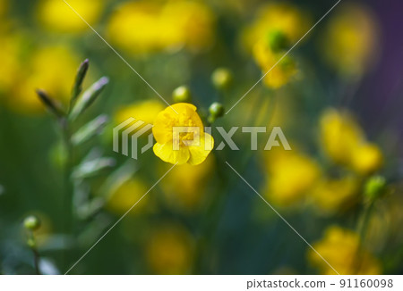Ranunculus arvensis yellow flowers. Corn buttercup flowers plants on spring meadow. 91160098