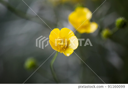 Ranunculus arvensis yellow flowers. Corn buttercup flowers plants on spring meadow. 91160099