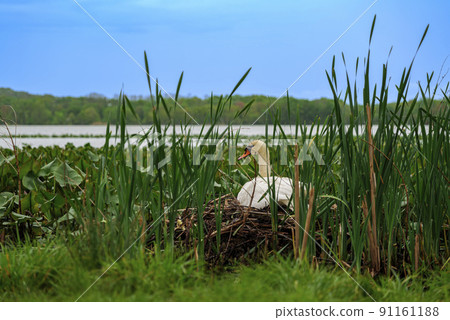 A female mute swan sitting on eggs in her nest on a lake in southeast 91161188