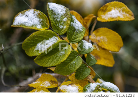 The branch of wild rose hips with berries under snow. 91161228