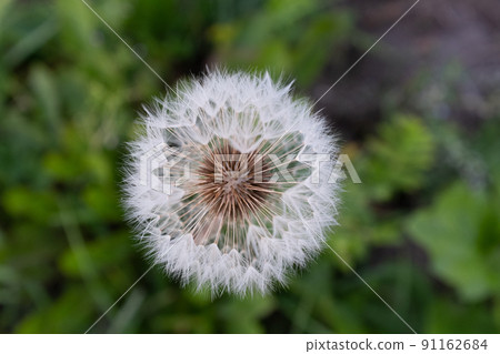 A singler fluffy dandelion on a blurred green background. Side view of large dandelion on the bon, close-up. A backing with dandelion flower for branding, calendar, postcard, screensaver, wallpaper A singler fluffy dandelion on a blurred green background. Side view of large dandelion on the bon, close-up. A backing with dandelion flower for branding, calendar, postcard, screensaver, wallpaper 91162684