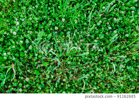 Green meadow, top view. Natural grass field background for design or project. Summer meadowland texture. Floral landscape for publication, poster, screensaver, wallpaper, postcard, banner, cover, post Green meadow, top view. Natural grass field background for design or project. Summer meadowland texture. Floral landscape for publication, poster, screensaver, wallpaper, postcard, banner, cover, post 91162685