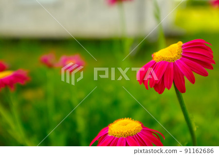 Red camomile flowers on blurred green background. Chamomiles with red petals for poster, calendar, post, screensaver, wallpaper, postcard, banner, cover, website. Herbs for Traditional Medicine. A Red camomile flowers on blurred green background. Chamomiles with red petals for poster, calendar, post, screensaver, wallpaper, postcard, banner, cover, website. Herbs for Traditional Medicine. A 91162686