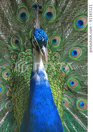 Peacock spreading wings 91163121