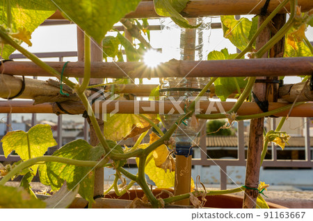 Close-up of a structure of reeds mounted on a cucumber crop in an urban garden with the sun going down for sunset. Close-up of a structure of reeds mounted on a cucumber crop in an urban garden with the sun going down for sunset. 91163667