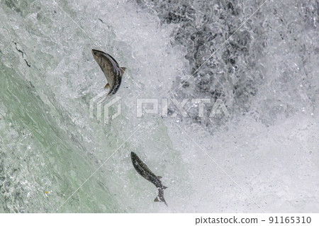 The dynamics of life Climbing the cherry salmon waterfall 91165310