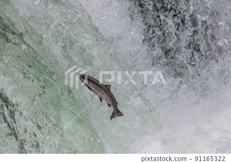 The dynamics of life Climbing the cherry salmon waterfall The dynamics of life Climbing the cherry salmon waterfall 91165322