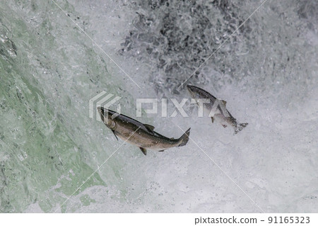 生命的動力攀登櫻桃鮭魚瀑布 生命的動力攀登櫻桃鮭魚瀑布 91165323