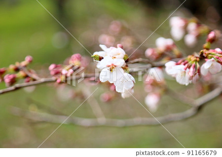 Yoshino cherry blossoms 91165679