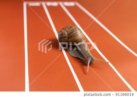 Fun training of snail on stadium track 91166019
