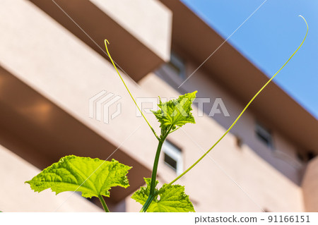 一根黃瓜,把它的藤蔓伸向天空 一根黃瓜,把它的藤蔓伸向天空 91166151