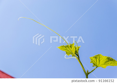 一種將藤蔓伸向藍天的植物 一種將藤蔓伸向藍天的植物 91166152
