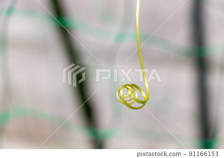 捲曲植物藤的尖端 捲曲植物藤的尖端 91166153