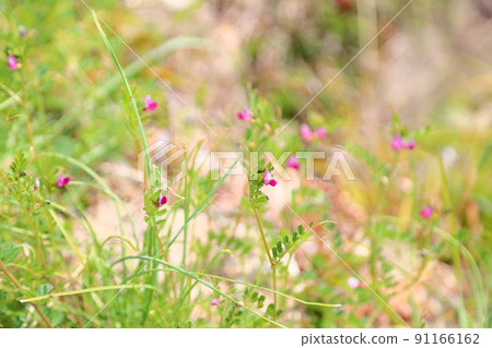 Vetch flower Vetch flower 91166162