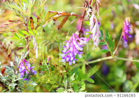 Poa peach flower flowers Poa peach flower flowers 91166165