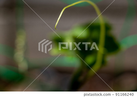 The tip of a thin vine of a plant The tip of a thin vine of a plant 91166240