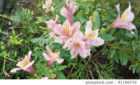 Alstroemeria pink 91166550