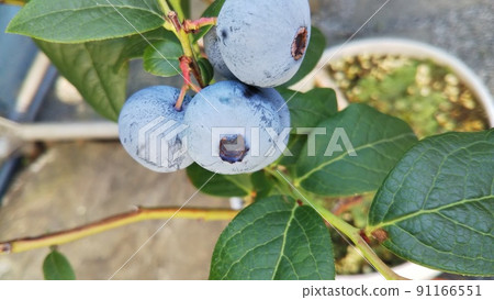 blueberry blueberry 91166551