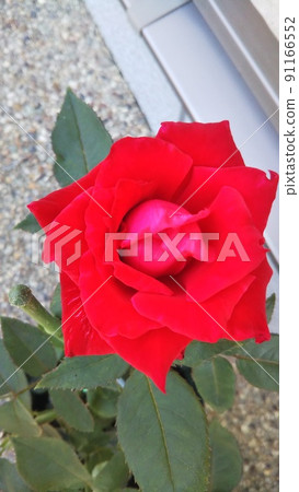 Roses red 91166552