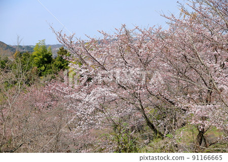 Yoshino cherry blossoms 91166665
