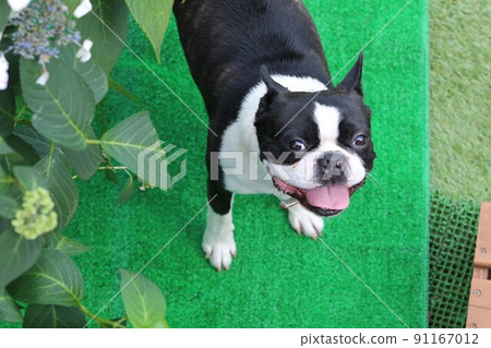 Mighty，一隻可愛的狗，波士頓梗犬，在繡球花盛開的狗公園裡，帶著幸福的微笑從人造草坪上抬起頭來。 91167012