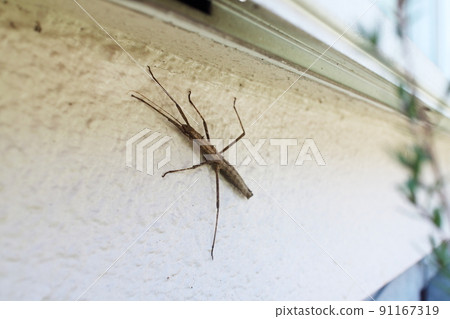 Stick insect under the sash 91167319