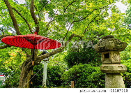 Kamakuragu, Kamakura City, Kanagawa Prefecture-The precincts where the blue maple leaves shine 91167916