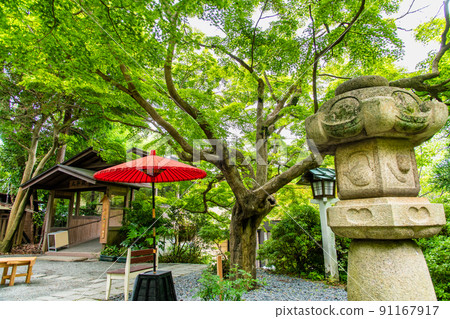 Kamakuragu, Kamakura City, Kanagawa Prefecture-The precincts where the blue maple leaves shine 91167917