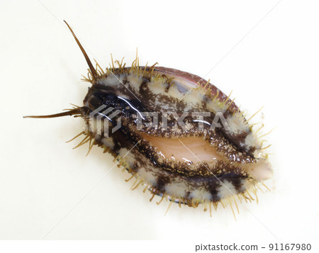 Tokobushi (back side) 91167980