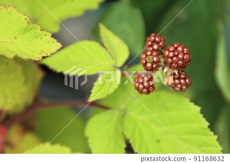 Blackberry fruit 91168632