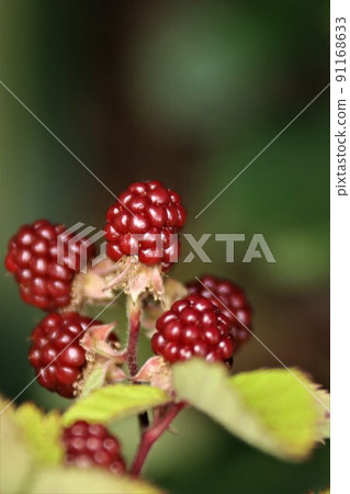 Blackberry fruit 91168633