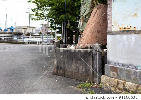 EOSRP. Yamaguchi Iwakuni, one cat hides. 91168635