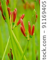 Cluster amaryllis 91169405