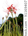 Cluster amaryllis 91169407