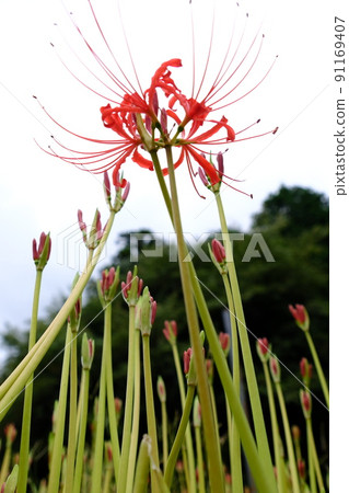 Cluster amaryllis 91169407