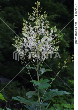 Takenigusa花 Takenigusa花 91169523