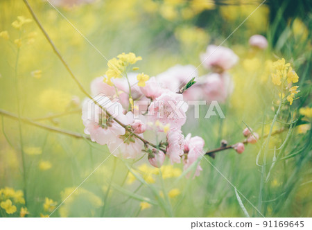 油菜花背上的桃花很可愛 91169645