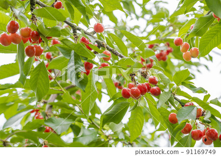 山形縣天童市紅櫻桃（佐藤錦） 91169749