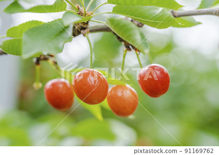 山形縣天童市紅櫻桃（佐藤錦） 91169762