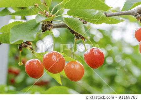 山形縣天童市紅櫻桃（佐藤錦） 91169763